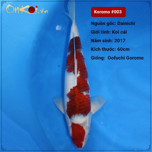 Koi Koromo 80 cm 3 năm #003