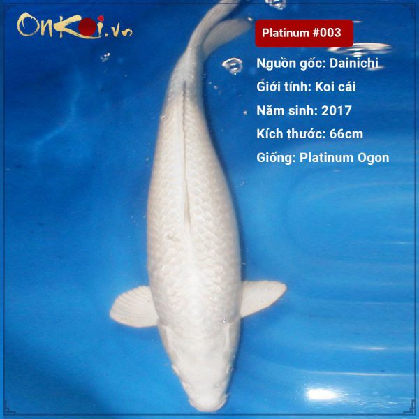 Platinum Ogon 66 cm 3 tuổi nữ #003