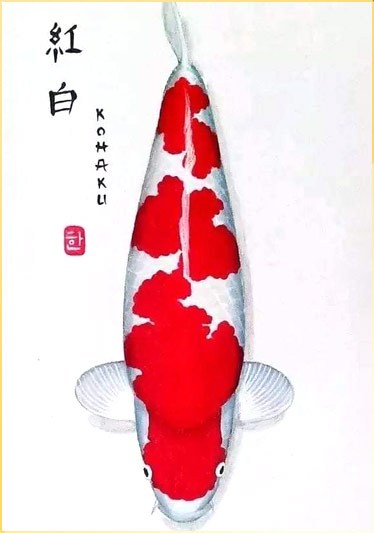 Cá Koi Nhật: Giới Thiệu - Mua Bán - Đấu Giá - Ký Gửi - Cách Nuôi - Ý Nghĩa
