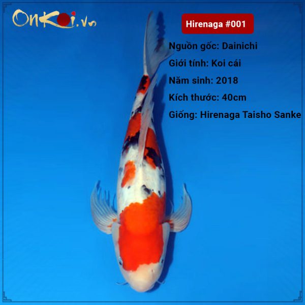 Koi Hirenaga Taisho Sanke 66 cm 2 tuổi #001