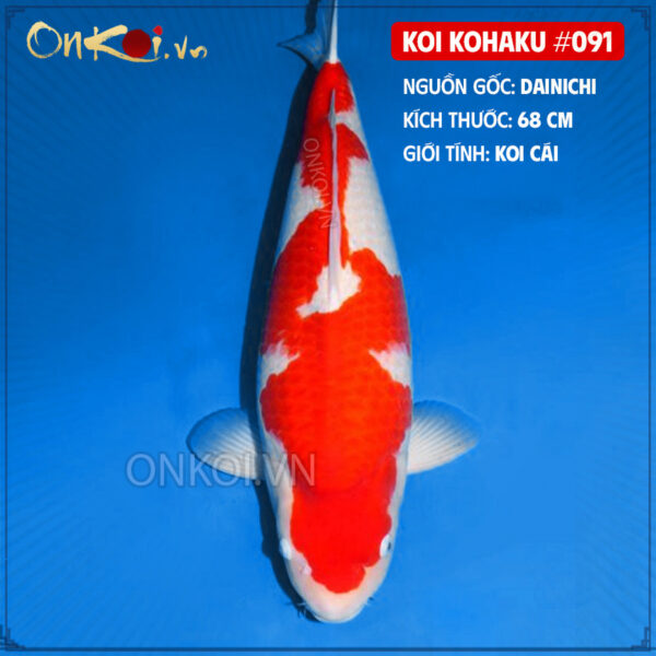 KOI kohaku #091