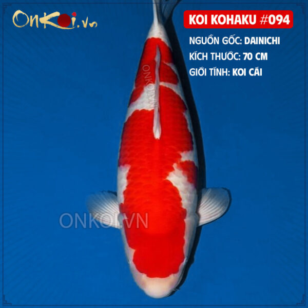 KOI kohaku #094