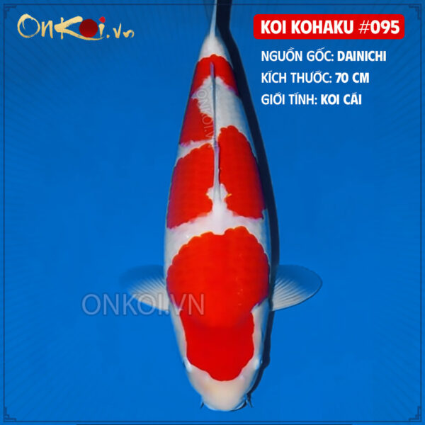 KOI kohaku #095