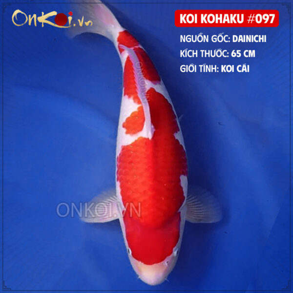 KOI kohaku #097