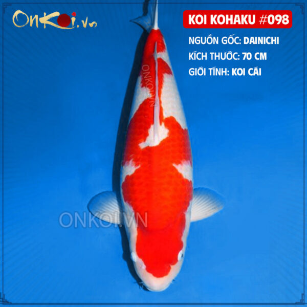 KOI kohaku #098