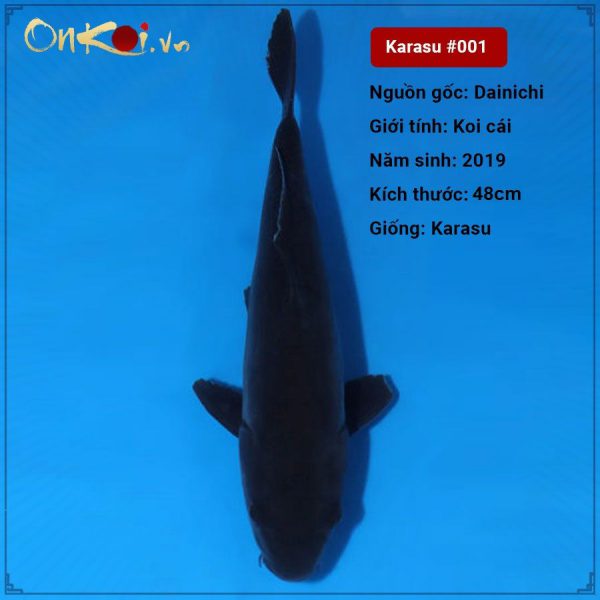 Koi Karasu 48 cm 1 tuổi #001