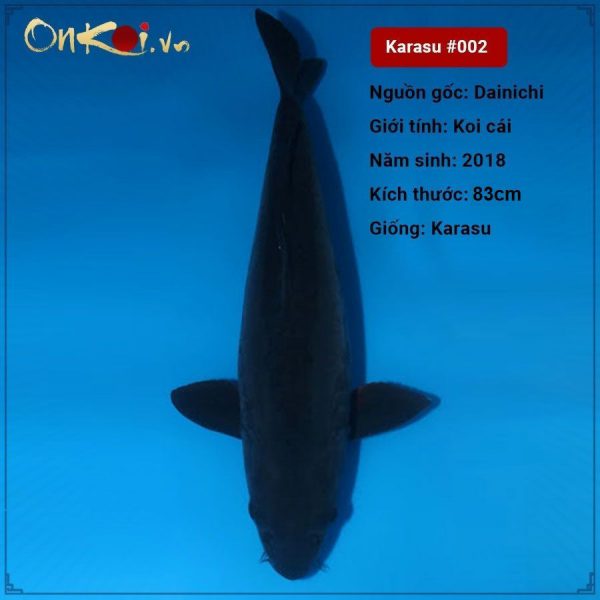 Karasu 83 cm 2 tuổi #002