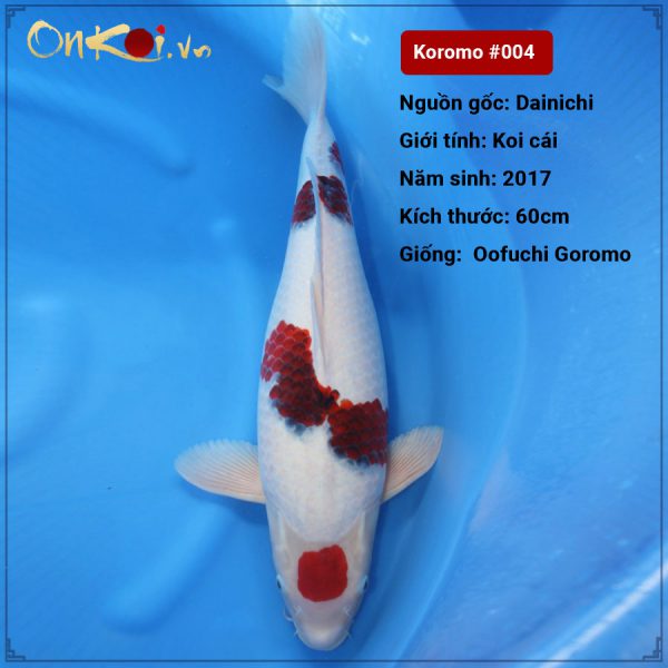 Koi Oofuri Goromo 60cm 3 năm tuổi #004