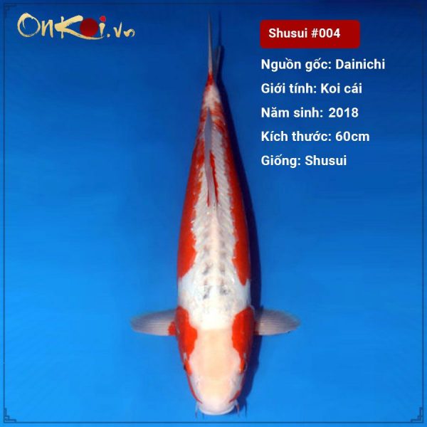 Koi-Shusui-60-cm-2018-004