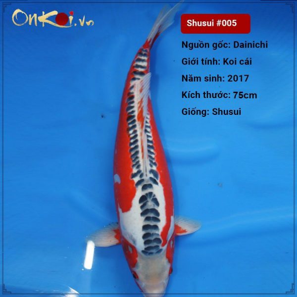 Koi Shusui 75 cm sinh năm 2017 #005