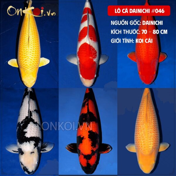Lô cá Dainichi #046