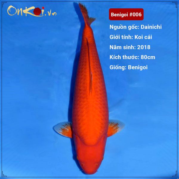Onkoi Benigoi 80 cm 2.5 tuổi #006