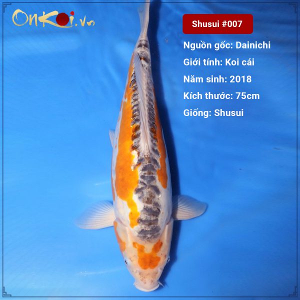 Onkoi-Shusui 75 cm 2.5 tuổi #007