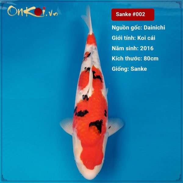 Koi Taisho Sanke 80 cm 3 tuổi nữ #002