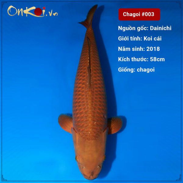 Koi chagoi 58 cm 2 tuổi #003