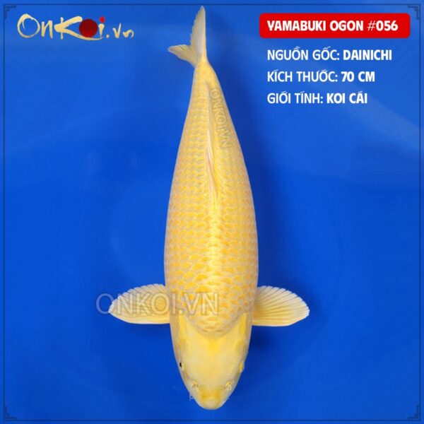 yamabuki ogon #056