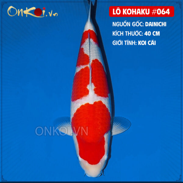 KOI kohaku #0064