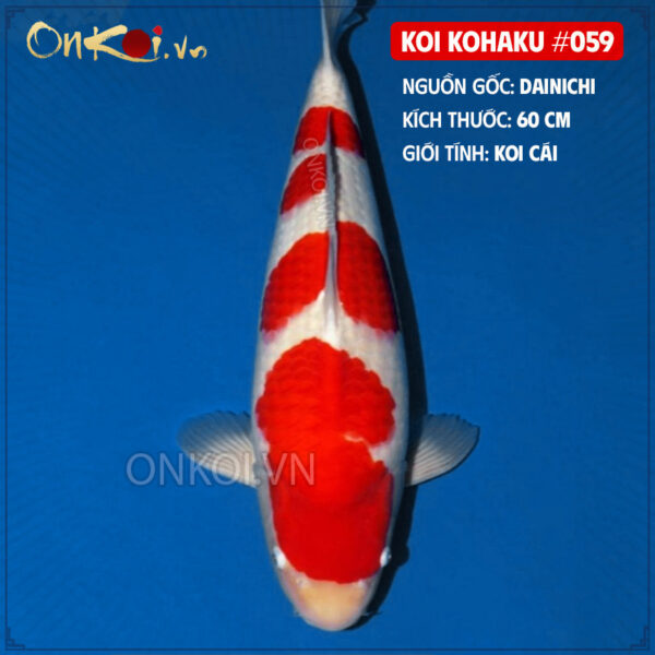 KOI kohaku #059
