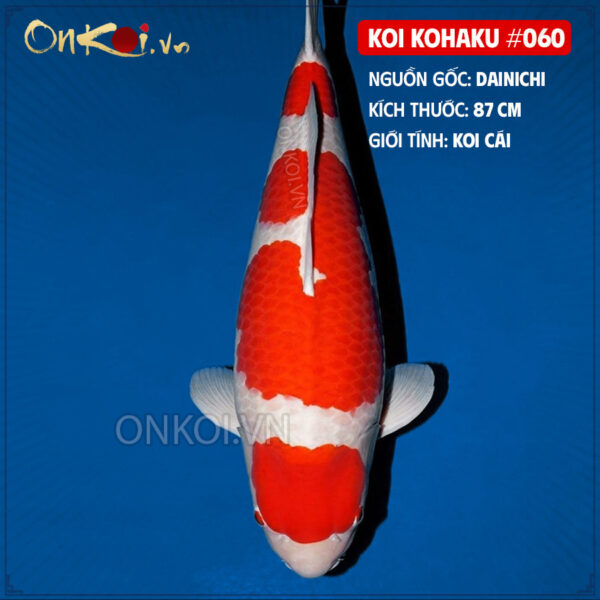 KOI kohaku #060