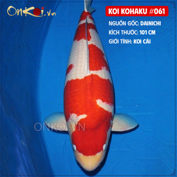 KOI kohaku #061
