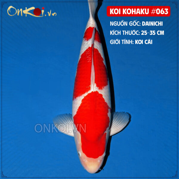 KOI kohaku #063