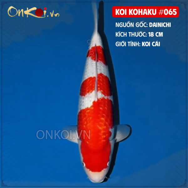 KOI kohaku #065