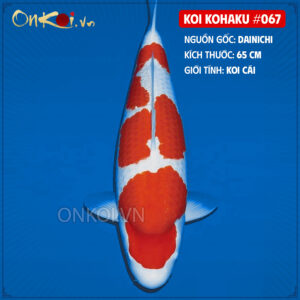 KOI kohaku #067