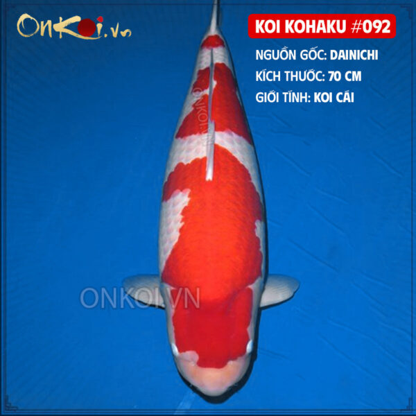 KOI kohaku #092