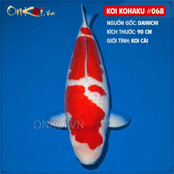 KOI kohaku #068