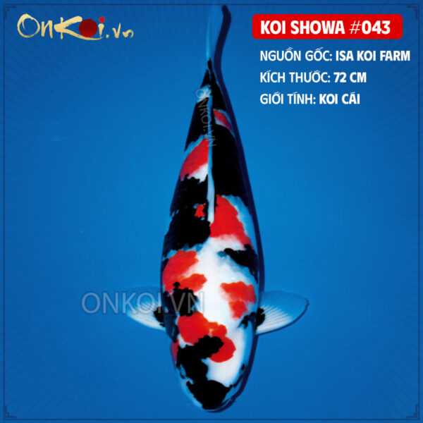 KOI SHOWA #043