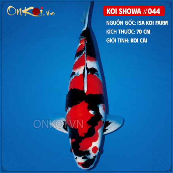 KOI SHOWA #044