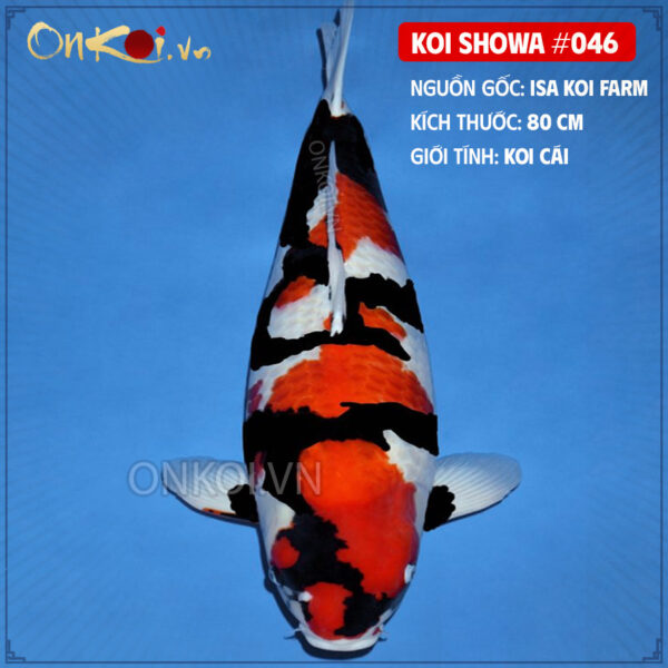 KOI SHOWA #046