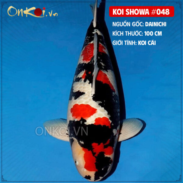 KOI SHOWA #048