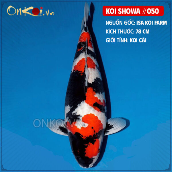 KOI SHOWA #050
