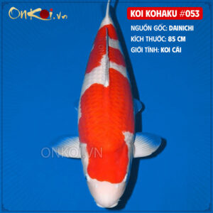KOI kohaku 053