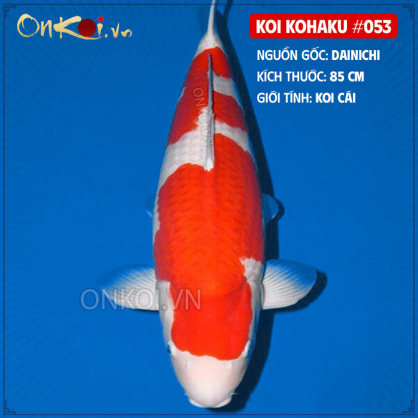 KOI kohaku #053