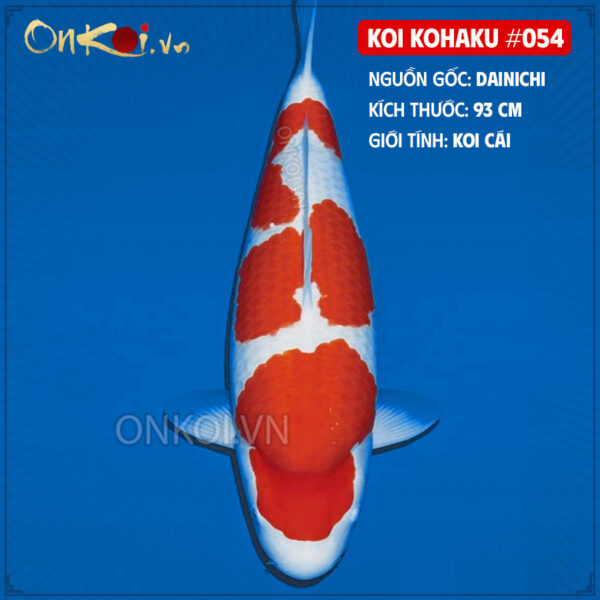 KOI kohaku #054