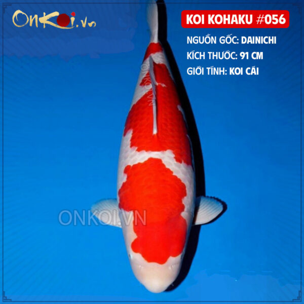 KOI kohaku #056