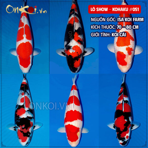 LÔ SHOW - KOHAKU #051