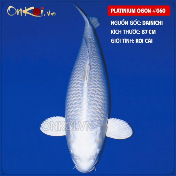 Platinium ogon #060