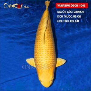 YAmabuki ogon #063