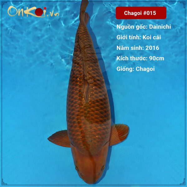 Onkoi Chagoi 90cm 5 năm tuổi #015
