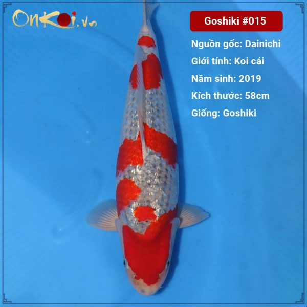 Onkoi Ginrin Goshiki 58cm 2 tuổi #015