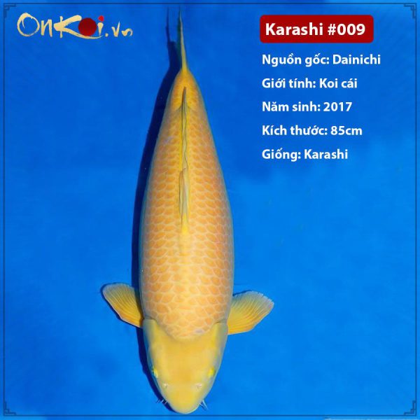 Onkoi Karashi 4 năm tuổi 85cm #009