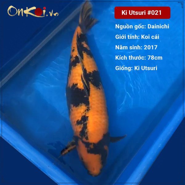 ki-utsuri-78-cm-4-tuoi