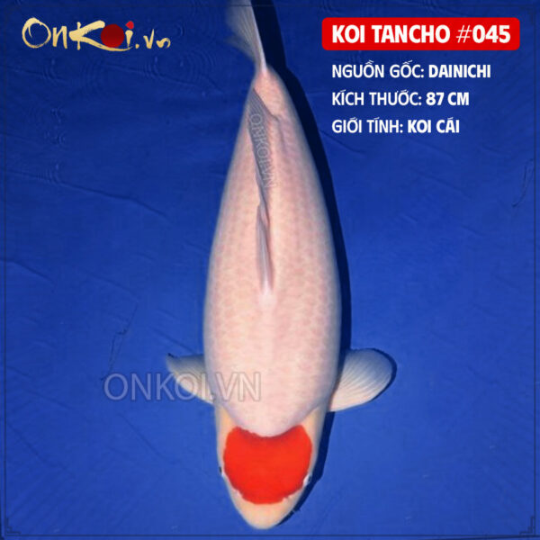 koi tancho #045