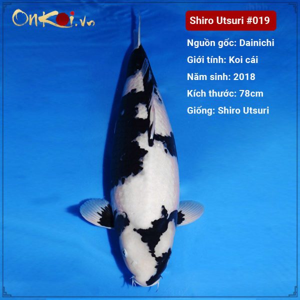 lo-3-em-koi-shiro-utsuri-78-cm-3-tuoi-019