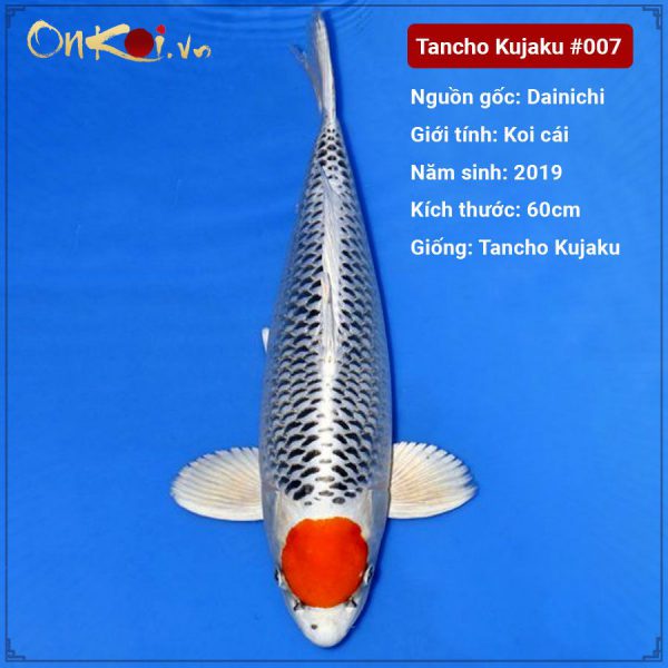 Onkoi Tancho Kujaku 60 cm 2 năm tuổi #007