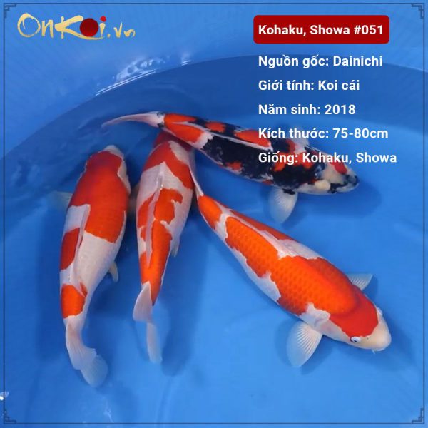 Lô koi showa, Kohaku 75 – 80cm 3 tuổi #051