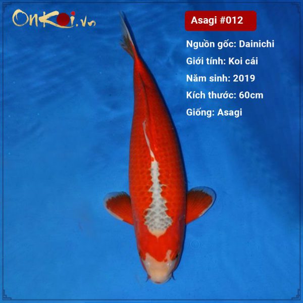 Onkoi Asagi 60cm 2 tuổi #012